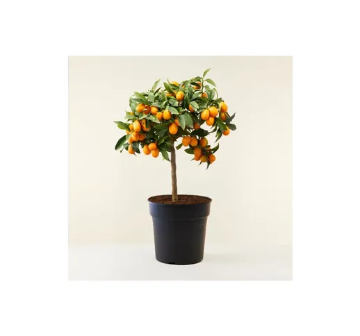 Kumquat 'Fortunella margarita' mandarino cinese pianta in vaso 22 cm