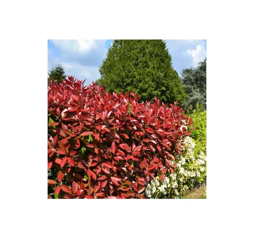 Fotinia 'Photinia x fraseri Red Robin' pianta da siepe in vaso h. 70/100 cm