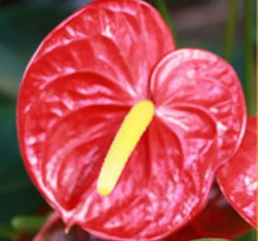 Pianta Anthurium Rosso in Vaso 17cm - Piante da Interno