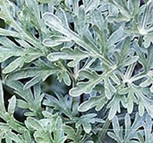 Pianta Artemisia Arborescens in Vario Formato - Piante Aromatiche 14