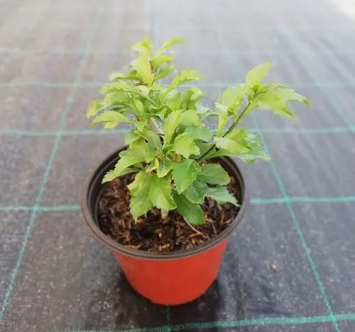 Pianta Bignonia in Vaso 14cm - Piante da Giardino