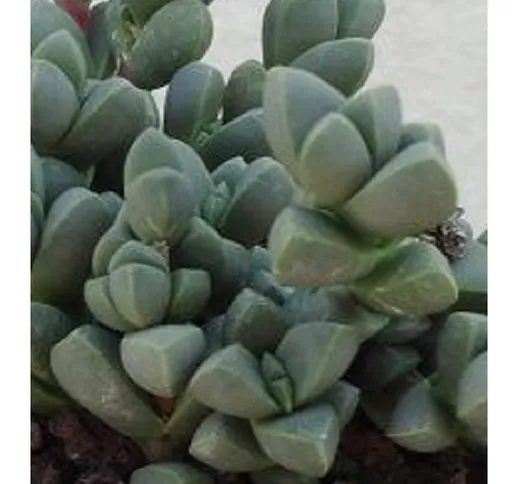 Pianta Corpuscularia in vaso 10cm - Piante Succulente
