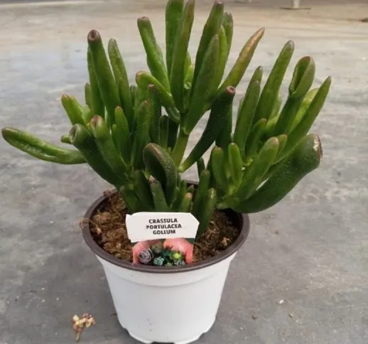 Pianta Crassula in Vaso 10cm - 12cm - Piante Succulente 10