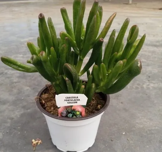 Pianta Crassula in Vaso 10cm - 12cm - Piante Succulente 12