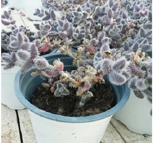 Pianta Delosperma Pruinosum Vaso 10cm - Piante Succulente