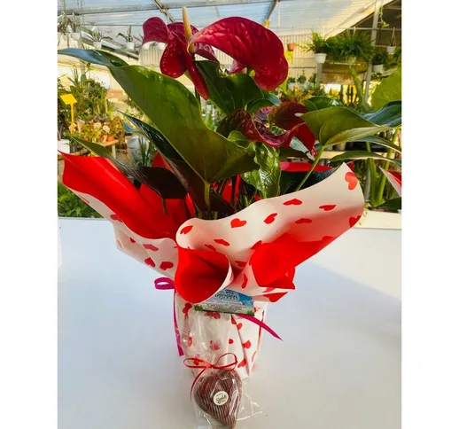 Pianta di Anthurium rosso vaso 17cm
