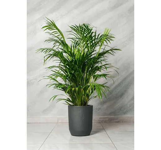 Pianta di Areca Dypsis Lutescens vaso 20cm h 120cm foto reali pianta vera