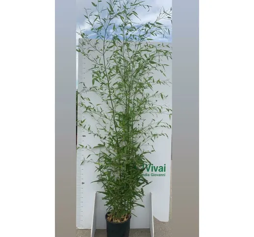 Pianta di bambu' phyllostachys aurea altezza 180 cm in vaso 24 cm