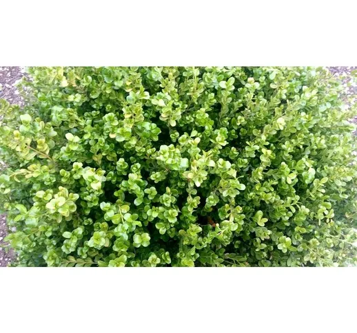 Pianta di Buxus rotondifolia pianta di bosso Pianta da Siepe vaso 7