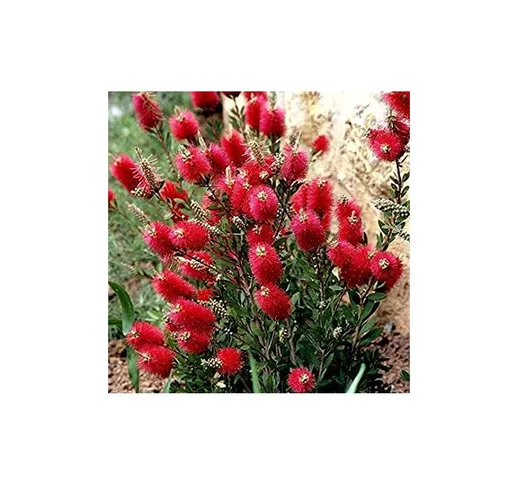 Pianta di Callistemon mini red vaso 18 cm