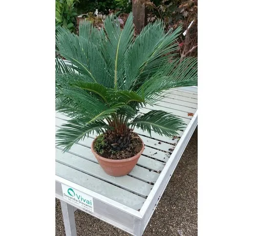 Pianta di cycas cicas palma nana ciotala 20 cm altezza 50/60CM (foto reali)