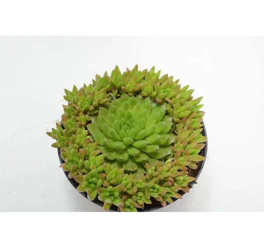 Pianta di echeveria multi Succulente Piante grasse succulenti vaso 10 grassa