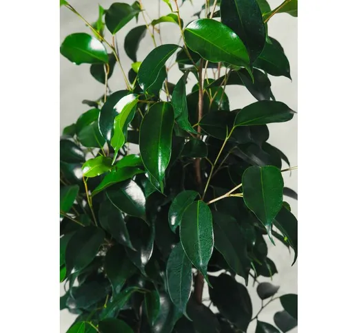 Pianta di Ficus benjamina Danielle vaso 16cm h 110cm foto reali pianta vera