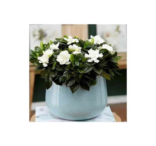 Vivaio Di Castelletto - Gardenia jasminoides pianta in vaso 9 cm fiori profumatissimi