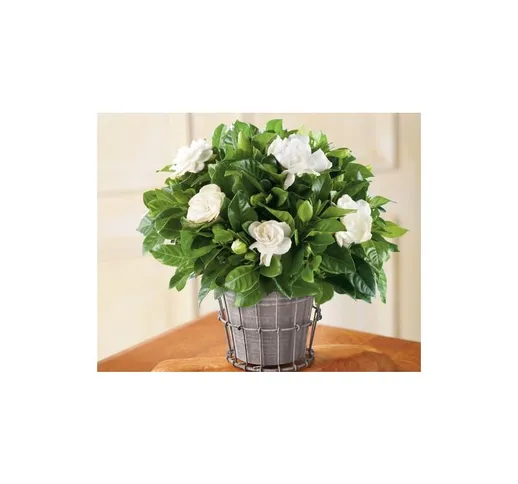 Vivaio Di Castelletto - Gardenia jasminoides pianta in vaso 18 cm fiori profumatissimi