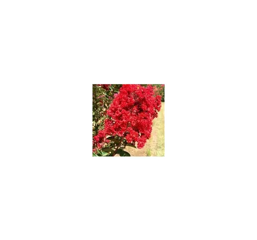 Pianta di Lagerstroemia indica Vaso Ø24cm h 140cm vari colori foto reali - Colore: Rosa
