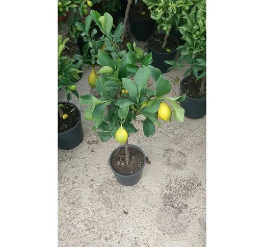 Pianta di limone 4 stagioni in vaso cm 18 con frutti (foto reale)