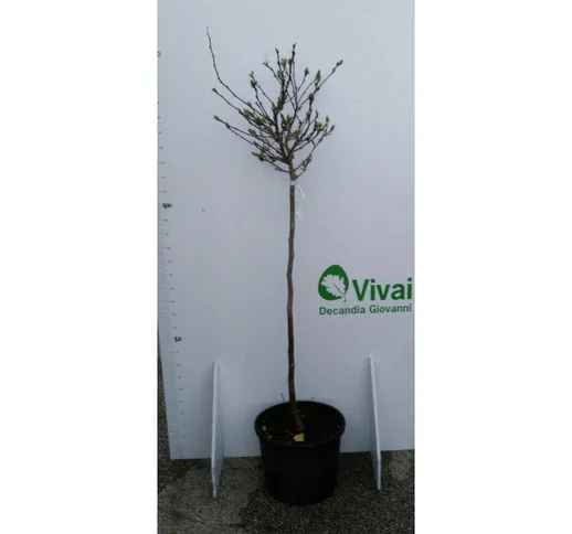 Pianta di magnolia stellata ad alberello vaso 30 alt. 120/130 cm (foto reale)