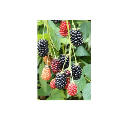 Mora 'Rubus fruticosus Lochness' frutti di bosco pianta in vaso da 1,5 litri