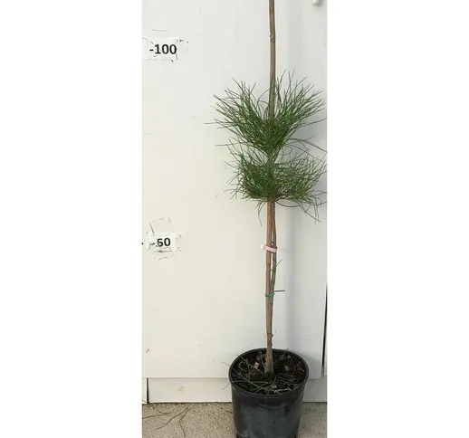 Pianta di pinus pinea pino da frutto in vaso cm 20 altezza 80 cm (foto reali)