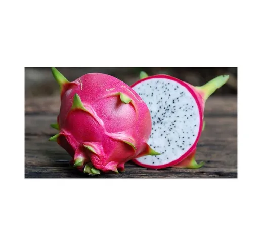 Pianta di Pitaya Frutto del Drago polpa bianca foto reali H 80cm ben radicata