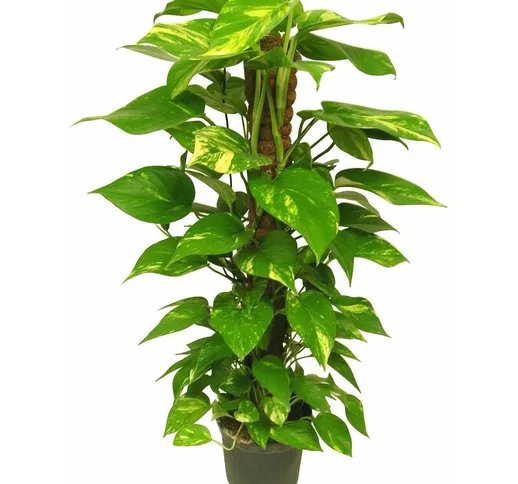 Amdgarden - Pianta di pothos rampicante foglie giganti Potus in vaso 17 cm foto reale