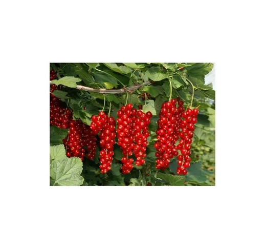 Ribes rosso 'Ribes rubrum' frutti di bosco pianta in vaso 16 cm