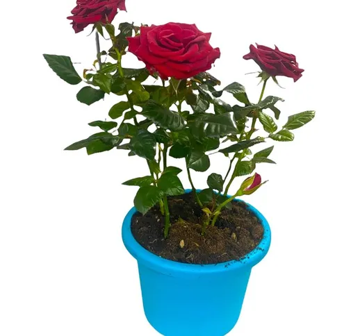 Pianta di rosa roselline intense rosse rosso vaso 16/18 cm h 30 cm foto reale