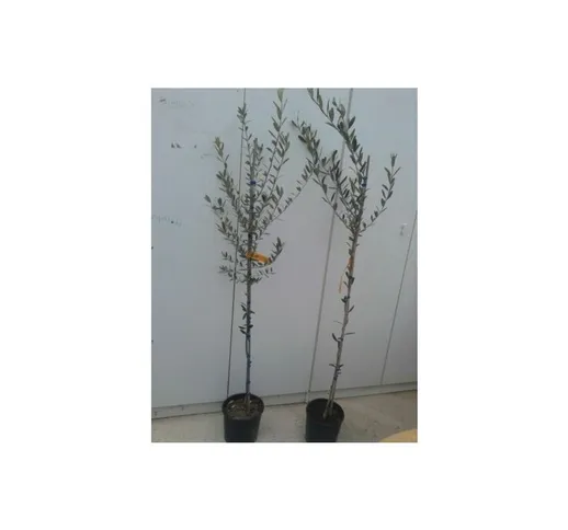 Pianta di ulivo leccino altezza 130/150 cm in vaso 20 cm (foto reali) innestato