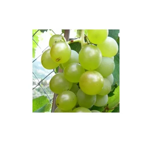 Pianta di uva fragola bianca vaso 18cm h 130 cm