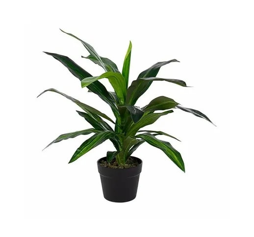 Webmarketpoint - 2x Pianta Dracena C-Vaso 24Foglie H65