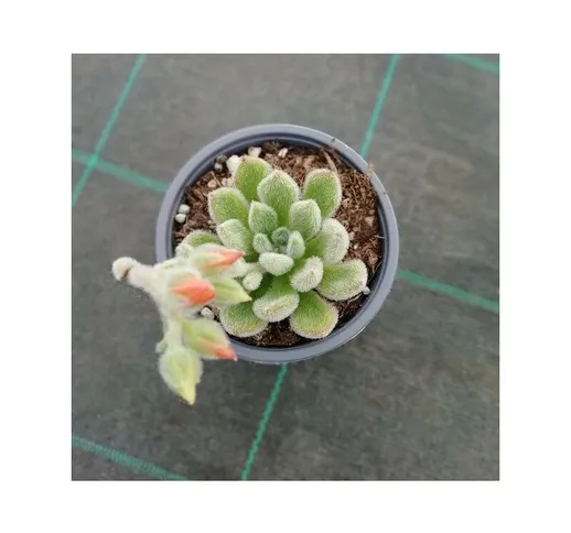 Pianta Echeveria Setosa in Vaso 10cm - Piante Succulente