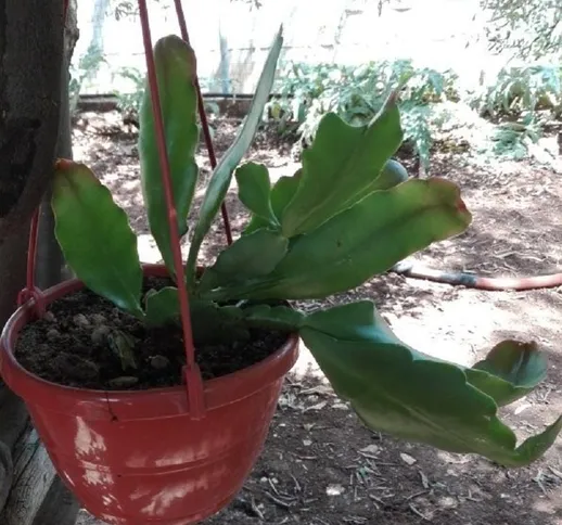 Pianta Epiphyllum in Vaso 18cm - Piante Spinose