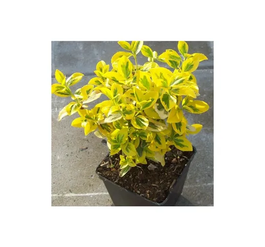 Evonimo 'Euonymus fortunei Emerald Gold' pianta in vaso biodegradabile