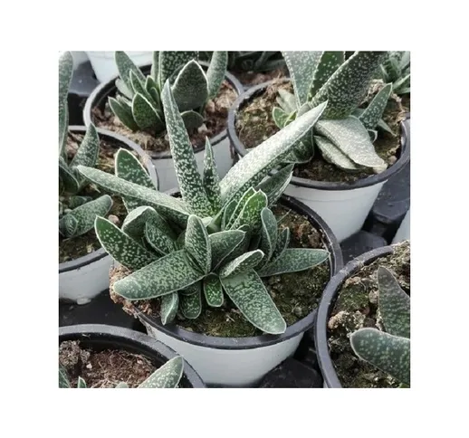 Pianta Gasteria Bicolor in Vaso 10cm - Piante Succulente