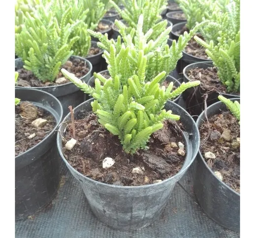 Pianta Hatiora in Vaso 10cm - Piante Succulente