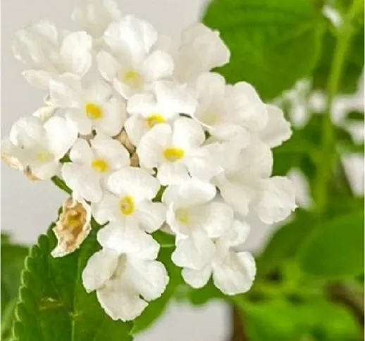 Pianta Lantana Sellowiana in Vari Formati e Colori - Piante da Giardino 14 - Bianco - Bian...