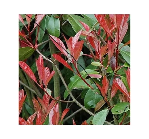 Pianta Photinia Red Robin Vaso 7cm - 40Pz - Piante da Ricoltivare