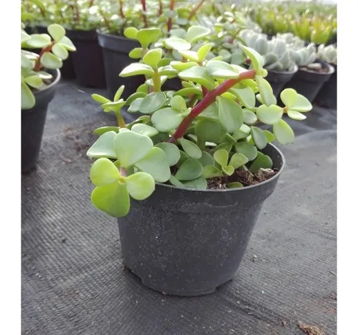 Pianta Portulacaria Afra in Vaso 10cm - Piante Succulente