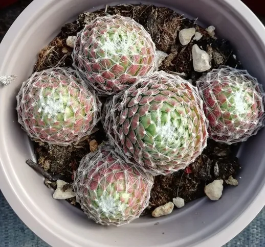 Pianta Sempervivum in Vaso 10cm - Piante Succulente