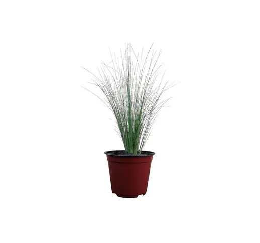 Pianta Stipa Pennata in Vario Formato - Cespugli Fioriti 14