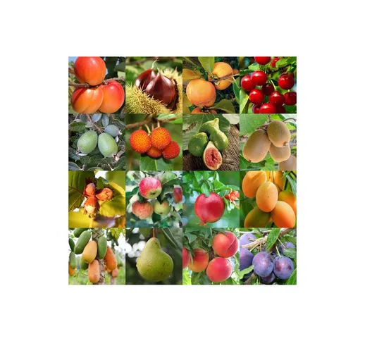 Kiwi pianta da frutta di 2/3 anni in vaso MADE IN ITALY Kiwi