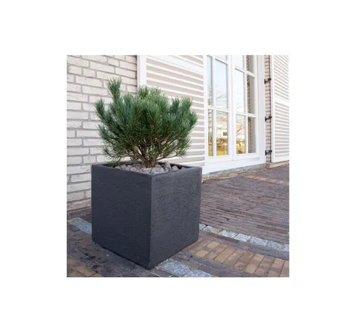 Pino mugo 'Pinus mugo' pianta officinale in vaso 15 cm Non specificato 15 cm
