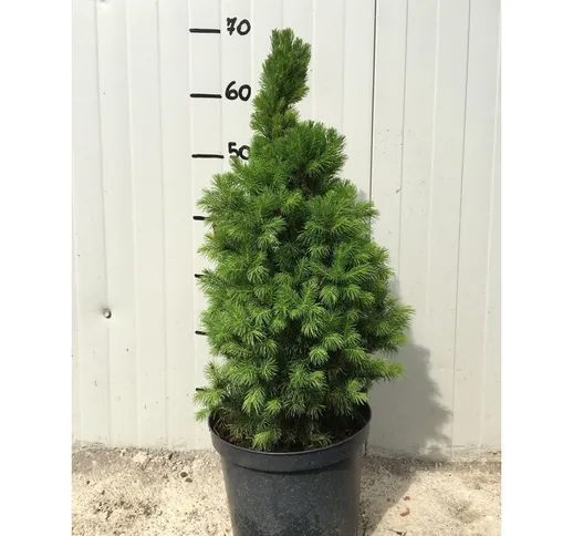 Picea Glauca 'Conica' (o 'Albertiana 'Conica') vaso 20cm