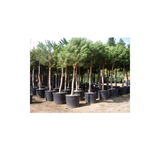 Pino da pinoli domestico 'Pinus pinea' pianta in mastello 40 cm h. 2,5 mt cfr. tronco 20/2...
