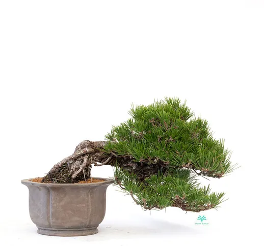 Pino nero - 22 cm - Pinus Thunbergii