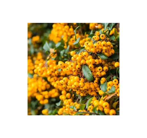 Piracanta gialla 'Pyracantha coccinea Soleil d'Or' Agazzino pianta in vaso 11 cm