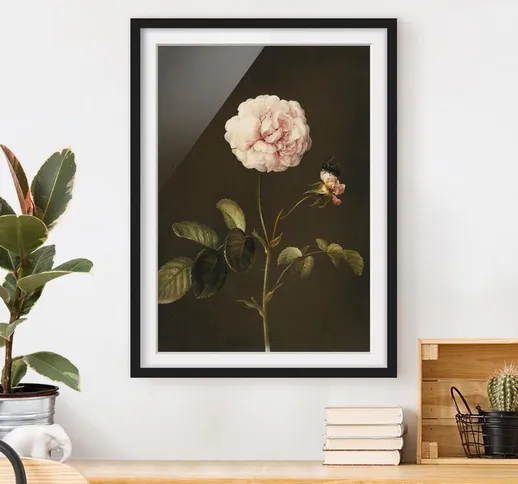 Poster con cornice - Barbara Regina Dietzsch - Rosa Gallica Con Bumblebee Dimensione H×L:...