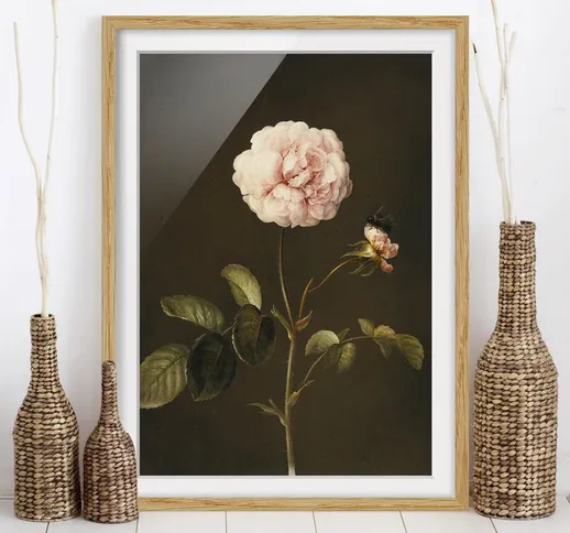 Poster con cornice - Barbara Regina Dietzsch - Rosa Gallica Con Bumblebee Dimensione H×L:...