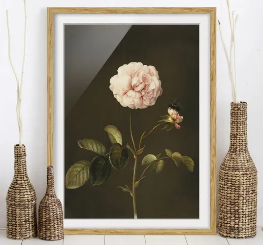 Poster con cornice - Barbara Regina Dietzsch - Rosa Gallica Con Bumblebee Dimensione H×L:...